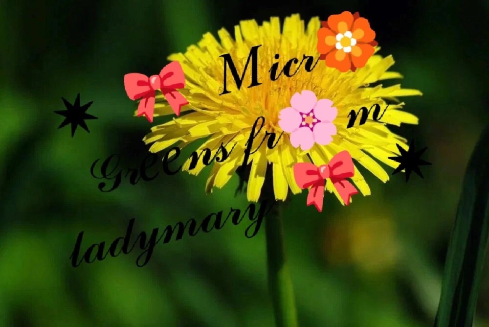 ПРИВЕТИК, ДРУЗЬЯ! 👋 СЕГОДНЯ ПОГОВОРИМ ОБ ОДУВАНЧИКИ И ПОХУДЕНИИ! 🌼🌿🌿🌿🌿🌼🌼🌼🌼🌿🌿🌿🌿🌼🌼🌼🌼🌼🌿🌿🌿🌿🌼🌼🌼🌼🌼🌼🌿🌿🌿🌿🌼🌼🌼🌼  
1️⃣ОДУВАНЧИК - не просто сорняк! Он может помочь в снижении веса! 😲  
2️⃣МОЧЕГОННЫЙ ЭФФЕКТ: Выво... | Сетка — социальная сеть от hh.ru