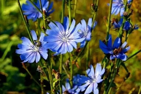 ✨ ОТВАРЫ ИЗ ЦИКОРИЯ ДЛЯ СИЯЮЩЕЙ КОЖИ! ✨  
Хотите улучшить состояние кожи натуральным способом? Попробуйте отвары из цветков цикория! 🌿  
Цикорий – это не только вкусный напиток, но и полезное средство... | Сетка — социальная сеть от hh.ru