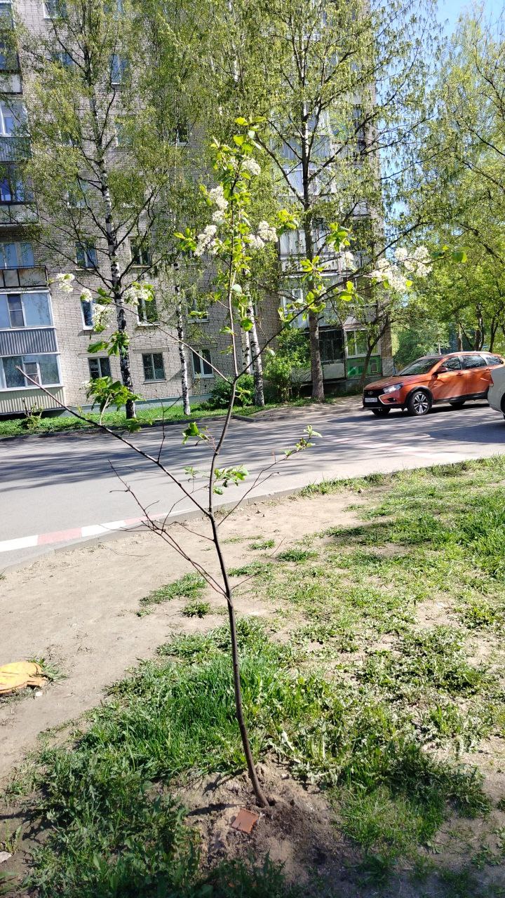 Одинокая, но цветущая! ❤️
И это не только про черёмуху 😉
Мне пришла идея провести челлендж ( заезженное слово, но не смогла подобрать другое) - 30 дней на пути к стройности!
Мой ментальный нутрициолог... | Сетка — социальная сеть от hh.ru