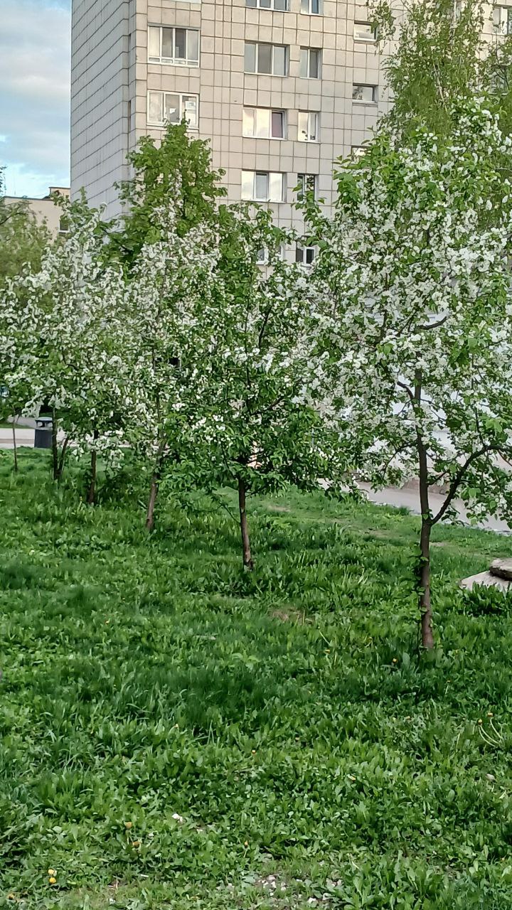 #полезное
Если вам хочется фотографий в яблонях, вот такой милый сквер есть. Через пару недель там сирень раскооется.
Делитесь своими локациями с цветущими яблонями | Сетка — социальная сеть от hh.ru