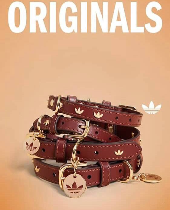 Оу, Adidas Originals в Китае выпустил эксклюзивную коллекцию для животных с футболками, переносками и фирменными ошейниками.
Зачем так мило 🥹 | Сетка — социальная сеть от hh.ru