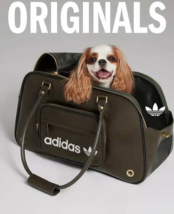Оу, Adidas Originals в Китае выпустил эксклюзивную коллекцию для животных с футболками, переносками и фирменными ошейниками.
Зачем так мило 🥹 | Сетка — социальная сеть от hh.ru