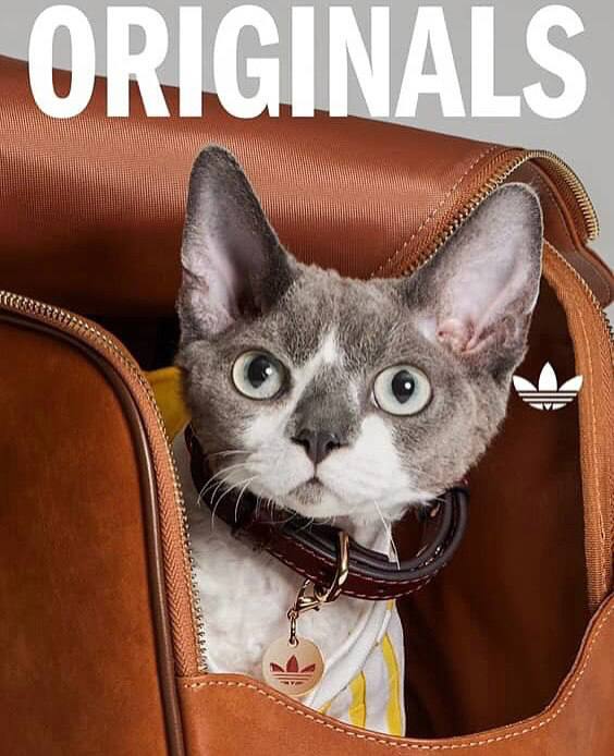 Оу, Adidas Originals в Китае выпустил эксклюзивную коллекцию для животных с футболками, переносками и фирменными ошейниками.
Зачем так мило 🥹 | Сетка — социальная сеть от hh.ru