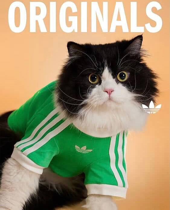 Оу, Adidas Originals в Китае выпустил эксклюзивную коллекцию для животных с футболками, переносками и фирменными ошейниками.
Зачем так мило 🥹 | Сетка — социальная сеть от hh.ru