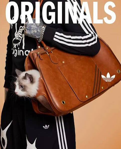 Оу, Adidas Originals в Китае выпустил эксклюзивную коллекцию для животных с футболками, переносками и фирменными ошейниками.
Зачем так мило 🥹 | Сетка — социальная сеть от hh.ru
