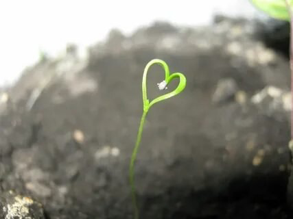 🌿От MicroGreens from ladymary – С ЛЮБОВЬЮ, ВАМ:❤️  
🌺🌺🫶🫶🫶🫶🌺🌺🌺🌺🫶🫶🫶❤️❤️❤️❤️❤️🌿🌿🌿🌿❤️❤️❤️❤️🌿🌿
В мире зелени, где свежесть правит бал,  
MicroGreens от ladymary – идеал | Сетка — социальная сеть от hh.ru