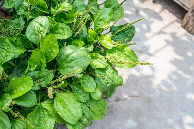 🌱 Подорожник микрозелень: Маленький, да удаленький!
Вы знали, что подорожник - не только средство от ссадин, но и полезная микрозелень? 🤔
Чем же он так хорош?
💪 Кладезь витаминов и минералов | Сетка — социальная сеть от hh.ru