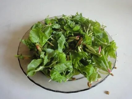 🌿 ПОДОРОЖНИК В КУЛИНАРИИ? ДА! ВЫ НЕ СЛЫШАЛИСЬ! 🤯
Многие знают подорожник как средство от ран, но мало кто знает, что его можно… есть! 😲
🌱 Интересный факт: В древности подорожник считался магическим ра... | Сетка — социальная сеть от hh.ru