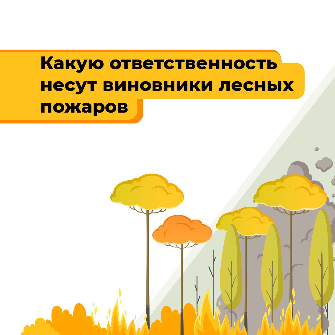 Лесные пожары — основная причина повреждения и гибели лесов
Нарушение требований правил пожарной безопасности в лесу и на участках, к ним примыкающих, преследуется по закону | Сетка — социальная сеть от hh.ru