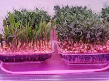 ПРИВЕТИК,ДРУЗЬЯ!👋 🌱
Хотите узнать, какие сорта микрозелени растут как на дрожжах? 🚀 Делюсь личным топом неприхотливых чемпионов:
Редис: Растет быстро и без капризов, дарит приятную остроту | Сетка — социальная сеть от hh.ru