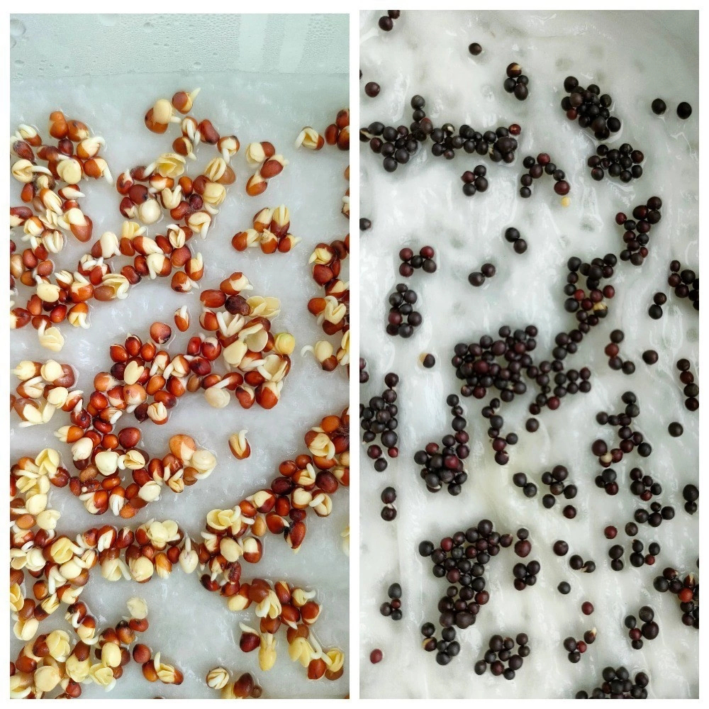 🌱 ВСЕМ ПРИВЕТ! 👋  
КАК MicroGreens from ladymary🌿 начинали свой путь в мире микрозелени! 🚀 И в каком мы в восторге! 😍  
Мы посадили несколько видов и  увидели первые ростки! Это невероятно увлекательн... | Сетка — социальная сеть от hh.ru