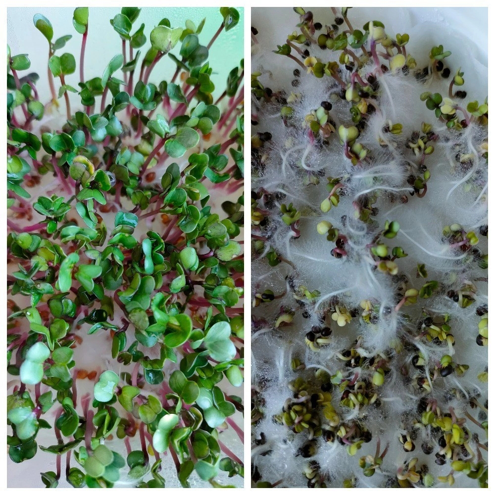 🌱 ВСЕМ ПРИВЕТ! 👋  
КАК MicroGreens from ladymary🌿 начинали свой путь в мире микрозелени! 🚀 И в каком мы в восторге! 😍  
Мы посадили несколько видов и  увидели первые ростки! Это невероятно увлекательн... | Сетка — социальная сеть от hh.ru