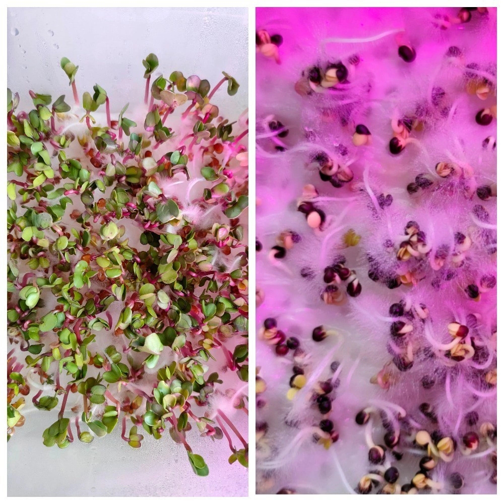 🌱 ВСЕМ ПРИВЕТ! 👋  
КАК MicroGreens from ladymary🌿 начинали свой путь в мире микрозелени! 🚀 И в каком мы в восторге! 😍  
Мы посадили несколько видов и  увидели первые ростки! Это невероятно увлекательн... | Сетка — социальная сеть от hh.ru