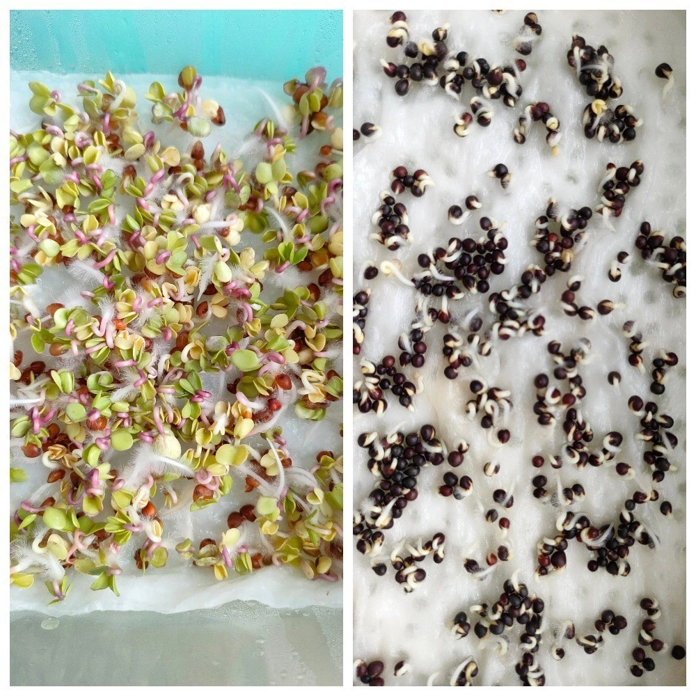 🌱 ВСЕМ ПРИВЕТ! 👋  
КАК MicroGreens from ladymary🌿 начинали свой путь в мире микрозелени! 🚀 И в каком мы в восторге! 😍  
Мы посадили несколько видов и  увидели первые ростки! Это невероятно увлекательн... | Сетка — социальная сеть от hh.ru