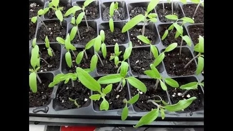 🌱 Микрозелень трюфеля: роскошь на вашем столе! 💎  
Что это такое и сколько стоит? 🤔 Микрозелень трюфеля - это молодые ростки, выращенные из семян трюфеля | Сетка — социальная сеть от hh.ru