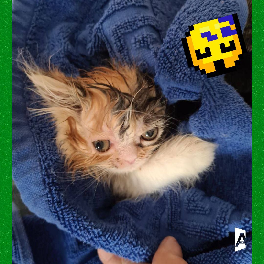Та-дам, сегодня запускаем постоянную рубрику: #Зверопятница! 🐾
Знакомьтесь с пушистыми (и не очень, но сегодня очень) питомцами наших сотрудников! 🐈 | Сетка — социальная сеть от hh.ru