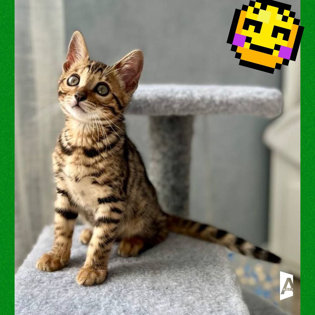 Та-дам, сегодня запускаем постоянную рубрику: #Зверопятница! 🐾
Знакомьтесь с пушистыми (и не очень, но сегодня очень) питомцами наших сотрудников! 🐈 | Сетка — социальная сеть от hh.ru