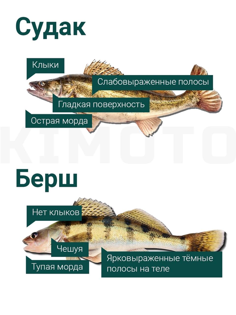 Продолжим тему отличий. В этот раз судак и берш.
Всем НХНЧ. Мира и добра.
от Дмитрия Дзюбенко | Сетка — социальная сеть от hh.ru