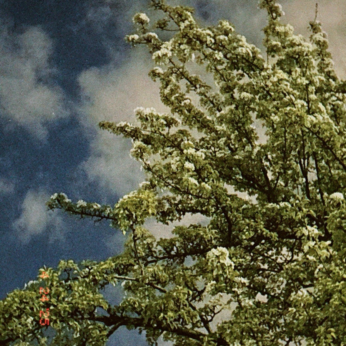 Мира Кадырова