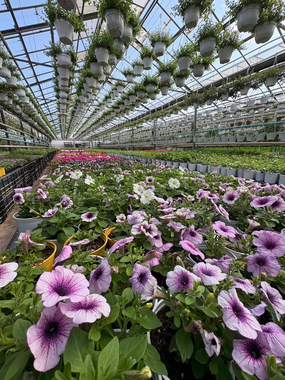 🌸 Петунии – яркое украшение вашего сада и балкона! 🌸
Петунии – одни из самых популярных цветов, и не зря! Их сочные оттенки и пышное цветение способны преобразить любой уголок | Сетка — социальная сеть от hh.ru