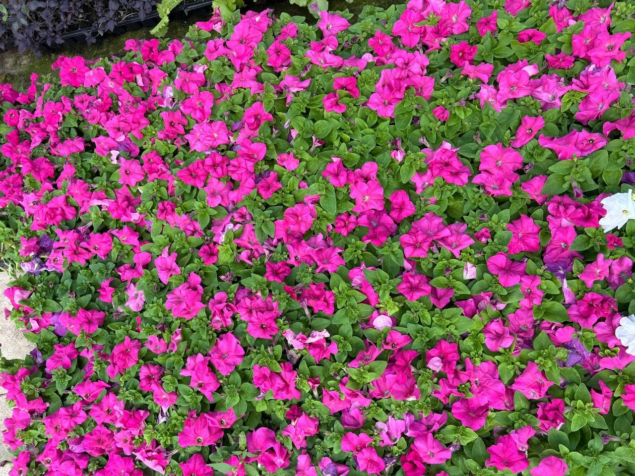 🌸 Петунии – яркое украшение вашего сада и балкона! 🌸
Петунии – одни из самых популярных цветов, и не зря! Их сочные оттенки и пышное цветение способны преобразить любой уголок | Сетка — социальная сеть от hh.ru