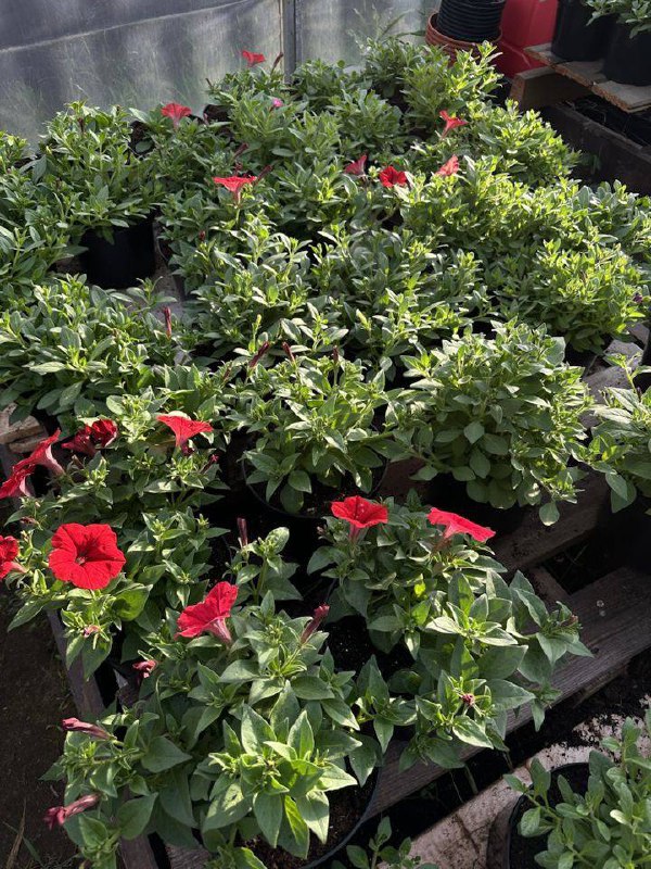 🌸 Петунии – яркое украшение вашего сада и балкона! 🌸
Петунии – одни из самых популярных цветов, и не зря! Их сочные оттенки и пышное цветение способны преобразить любой уголок | Сетка — социальная сеть от hh.ru