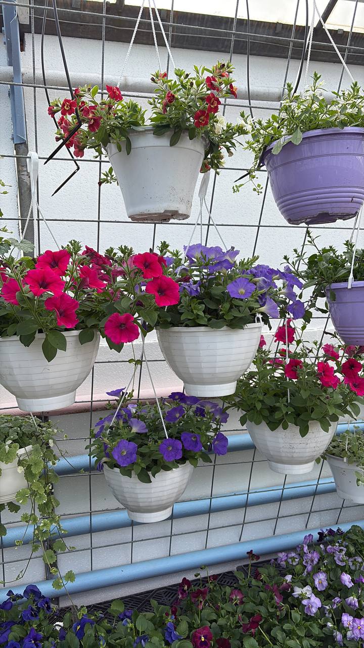 🌸 Петунии – яркое украшение вашего сада и балкона! 🌸
Петунии – одни из самых популярных цветов, и не зря! Их сочные оттенки и пышное цветение способны преобразить любой уголок | Сетка — социальная сеть от hh.ru