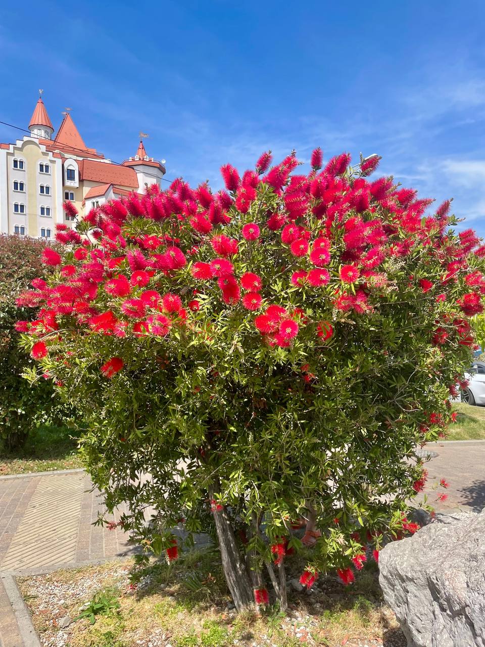🌿 Каллистемон — экзот из Сочи!
Вечнозелёный куст или дерево с игольчатыми листьями, как у хвойных | Сетка — социальная сеть от hh.ru