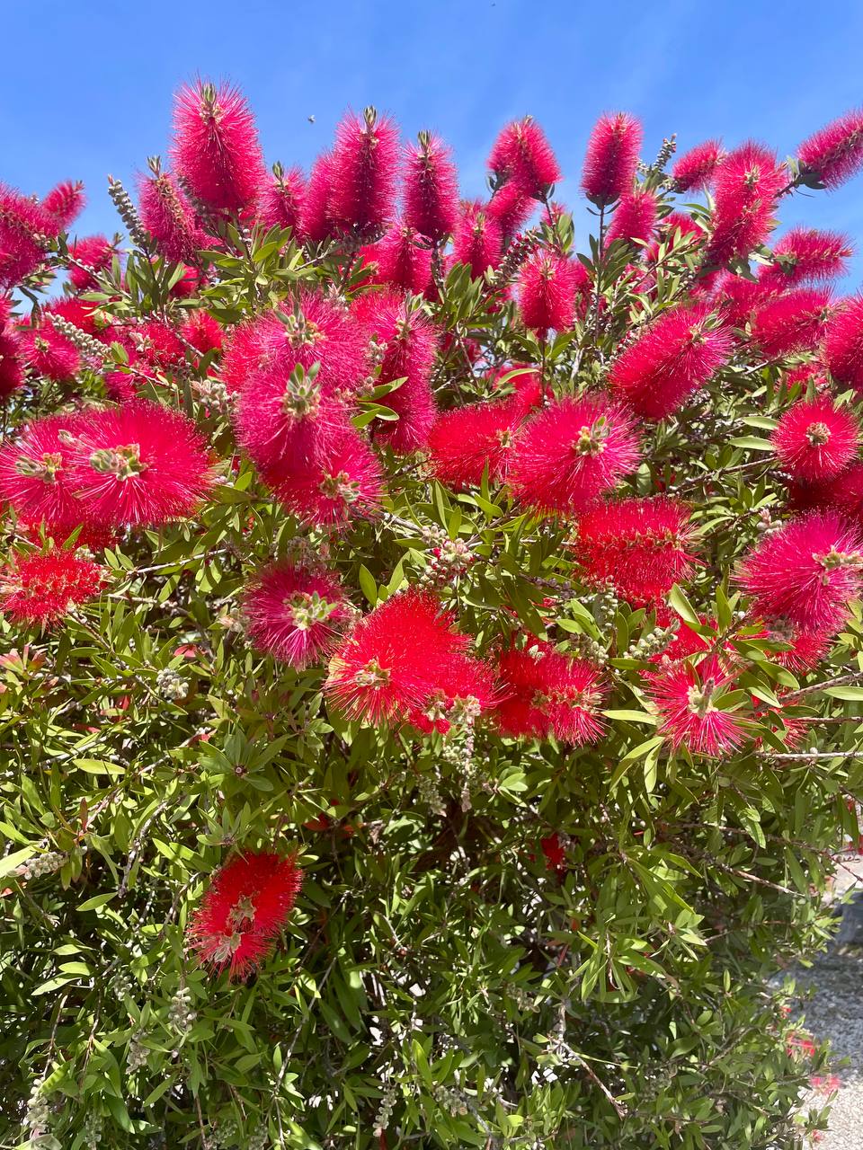 🌿 Каллистемон — экзот из Сочи!
Вечнозелёный куст или дерево с игольчатыми листьями, как у хвойных | Сетка — социальная сеть от hh.ru