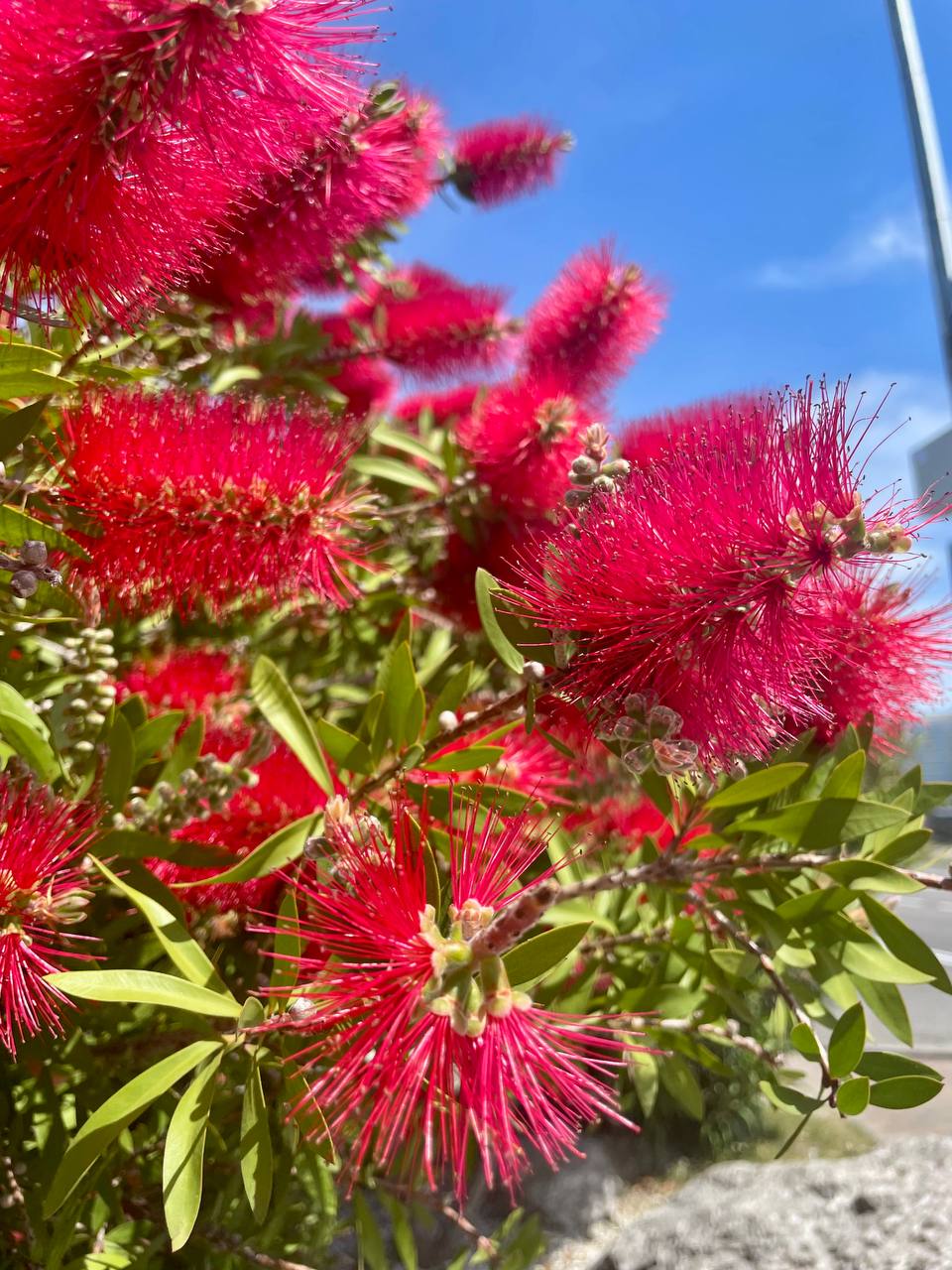 🌿 Каллистемон — экзот из Сочи!
Вечнозелёный куст или дерево с игольчатыми листьями, как у хвойных | Сетка — социальная сеть от hh.ru