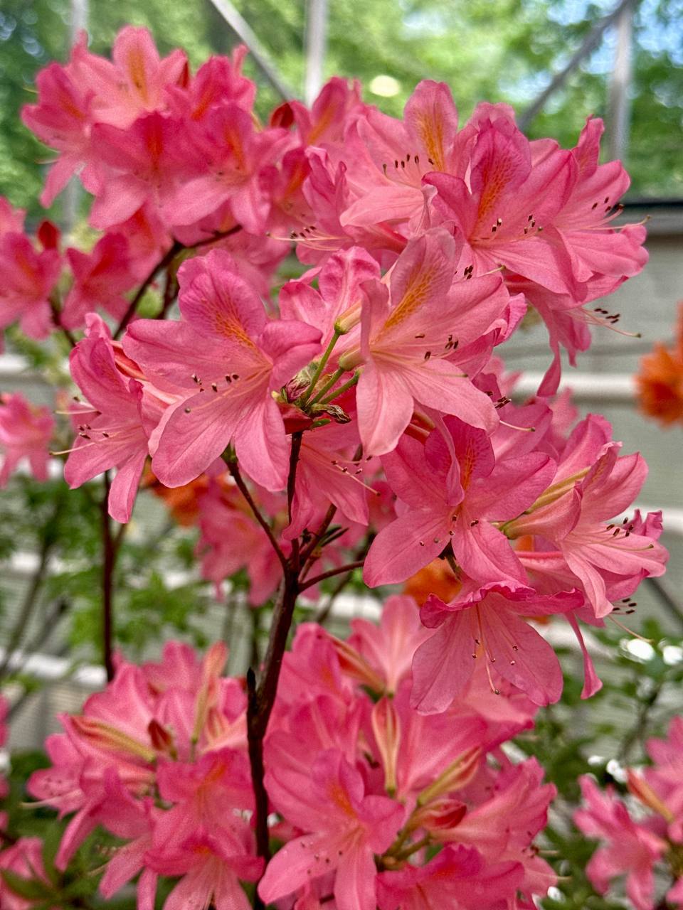 🌺Яркие весенние краски в «Аптекарском огороде»
А вы любите цветы?
❤️ — да
😁 — нет
📲Подпишитесь на Вдвижении | Сетка — социальная сеть от hh.ru