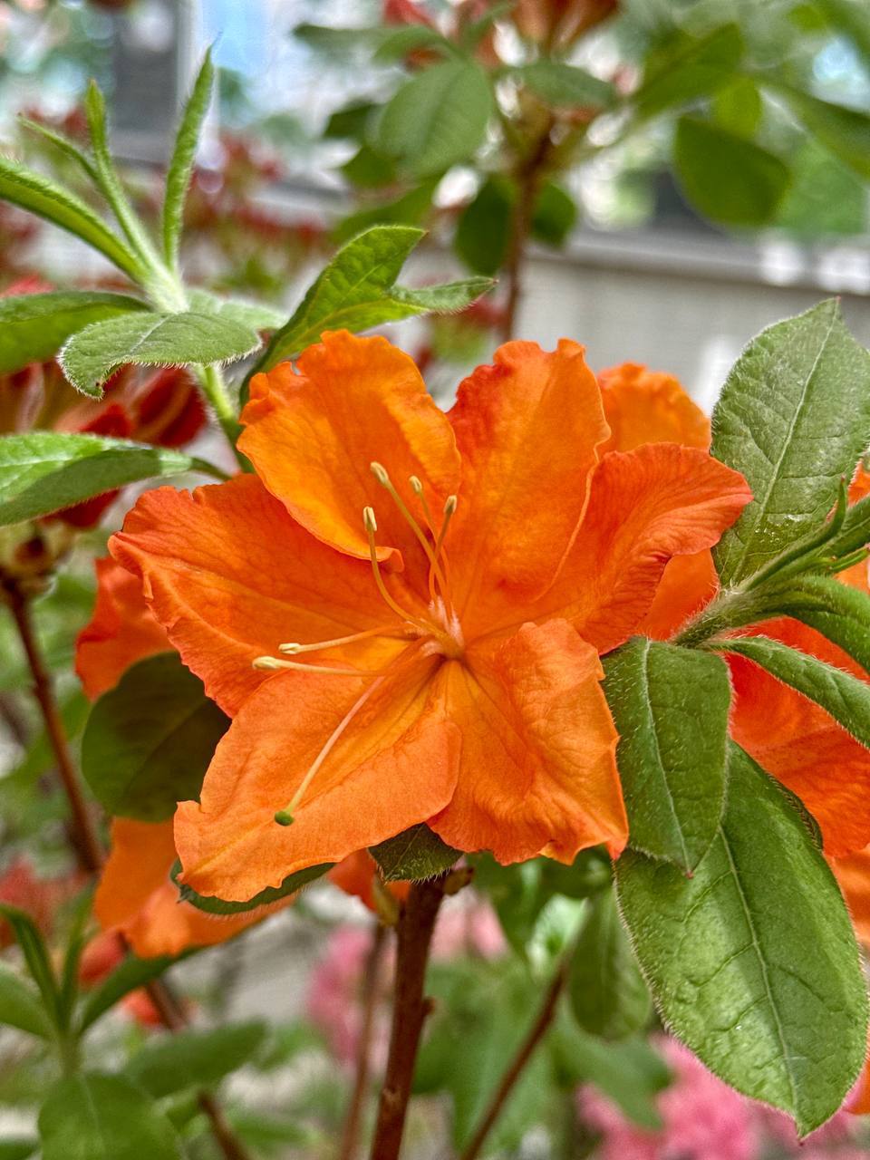 🌺Яркие весенние краски в «Аптекарском огороде»
А вы любите цветы?
❤️ — да
😁 — нет
📲Подпишитесь на Вдвижении | Сетка — социальная сеть от hh.ru