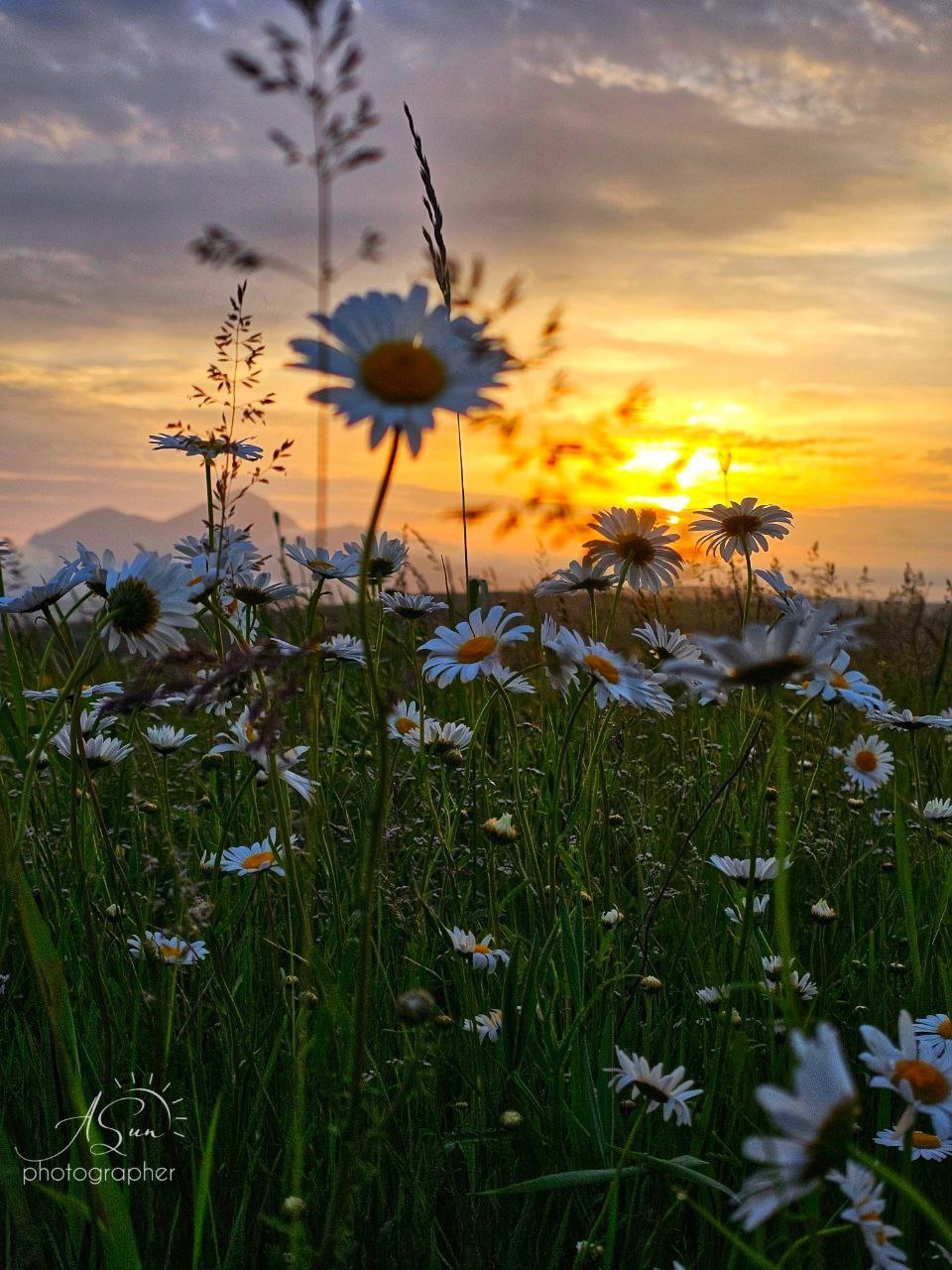 Ромашковое поле на КМВ
📸 lifesunlife | Сетка — социальная сеть от hh.ru