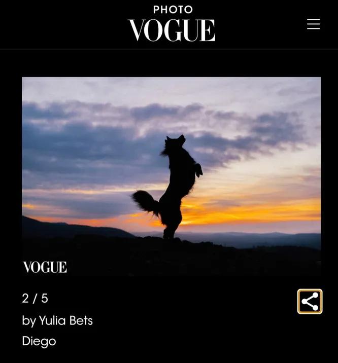 Пёс из Красноярского края попал на обложку Vogue
Диего нашли вахтовики недалеко от Норильска | Сетка — социальная сеть от hh.ru