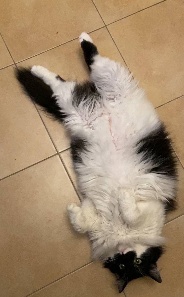 алтаиплащовлешиатьадтиаььа
Мяу-привет. Это пишу я — второй котявтор канала. Меня зовут Масяня.
У Вики сегодня «потекла крыша» от количества задач, к тому же клиенты задерживают оплату | Сетка — социальная сеть от hh.ru