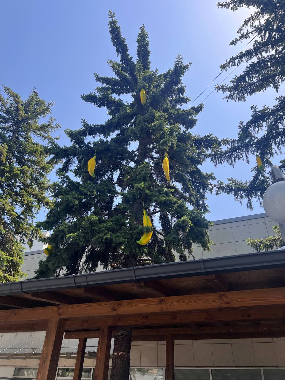Только в Ставрополе можно увидеть бананы, которые растут на елке😂
📸 От подписчицы | Сетка — социальная сеть от hh.ru