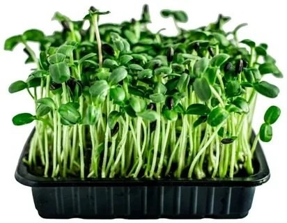 🌱 КАК LadyMari ВЫРАЩИВАЕТ ДЛЯ ВАС МИКРОЗЕЛЕНЬ ПОДСОЛНЕЧНИКА 🌻
ПРИВЕТ, ДРУЗЬЯ! 👋
Сегодня расскажем, как мы выращиваем для вас сочный и полезный подсолнечник 🌻 микрозелени | Сетка — социальная сеть от hh.ru