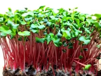 🌱 КАК LadyMari ВЫРАЩИВАЕТ ДЛЯ ВАС МИКРОЗЕЛЕНЬ РЕДИСА? 🌶️  
Микрозелень редиса от LadyMari – это взрыв вкуса и пользы в каждом ростке!  
ВКУС:  
Острый, пикантный, с легкой редисочной горчинкой | Сетка — социальная сеть от hh.ru