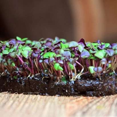 🌿 БАЗИЛИК: ЗЕЛЁНЫЙ, ФИОЛЕТОВЫЙ – как вырастить и чем полезен? 🌿  
Базилик – это не только ароматная приправа, но и кладезь витаминов! Его легко вырастить дома, и он бывает разных видов:  
Зеленый бази... | Сетка — социальная сеть от hh.ru