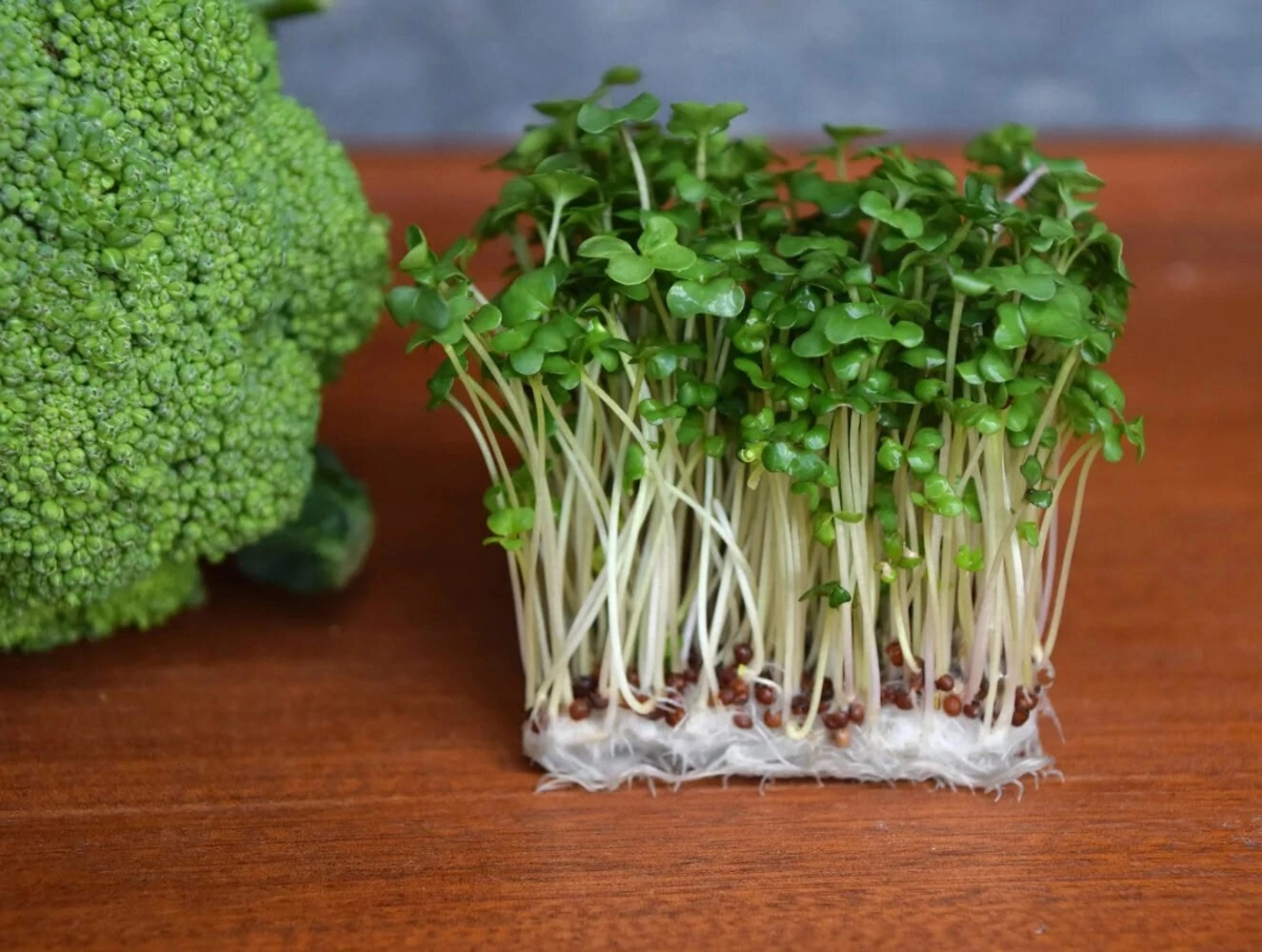 🥦 БРОККОЛИ: ВЫРАЩИВАЕМ И ПОЛУЧАЕМ ПОЛЬЗУ! 🥦
БРОККОЛИ – отличный выбор! 😉
Как вырастить:
Выберите солнечное место.
Почва должна быть плодородной и хорошо дренированной | Сетка — социальная сеть от hh.ru