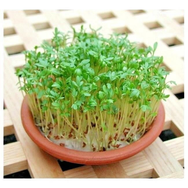 🌱 МИКРОЗЕЛЕНЬ ГРЕЧИХИ: 🌱
Хотите добавить свежести и пользы в свой рацион? Выращивайте микрозелень гречихи дома! Это просто и быстро.
Как вырастить:
Замочите семена на 6-8 часов | Сетка — социальная сеть от hh.ru