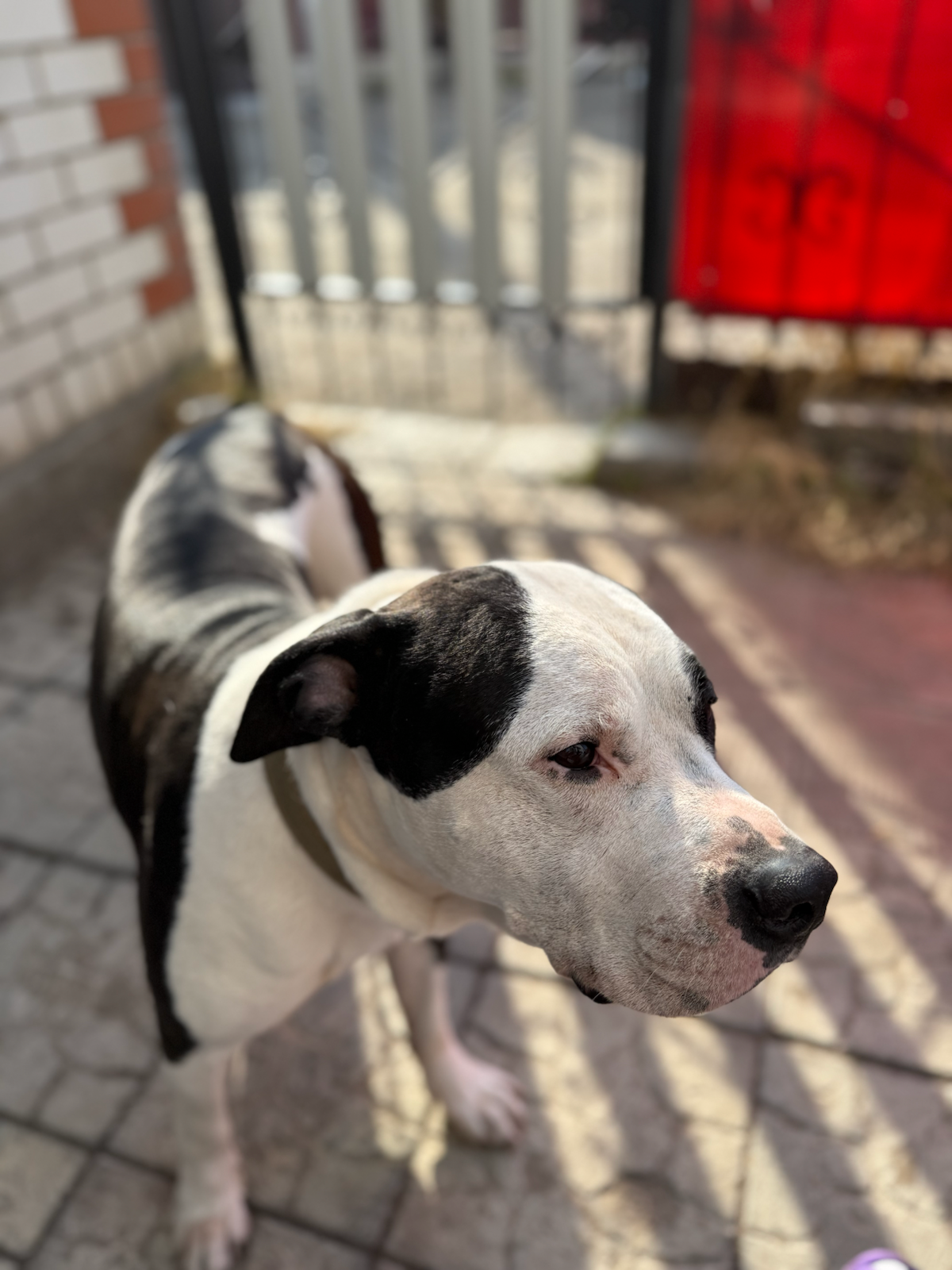 🐶 Диалоги с питомцем, который УМНЕЕ нас
Я: «Кто тут хороший мальчик?»
Пёс: «Я, но только за печеньку» (смотрит как на должное)
Я: «Нельзя спать на моей подушке!»
Кот: «Судя по твоему лицу – теперь это... | Сетка — социальная сеть от hh.ru