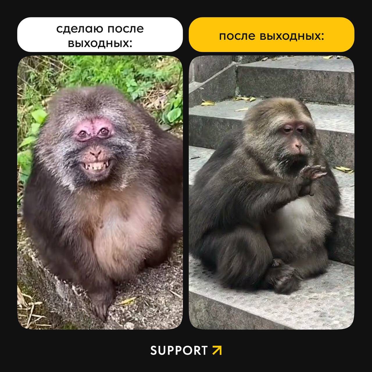 А сколько задач на понедельник отложил ты, диджитальщик? 🫵
👍 – ни одной, я машина!
😎 – парочку с одного проекта, парочку с другого...
🗿– я отказываюсь отвечать на этот вопрос | Сетка — социальная сеть от hh.ru