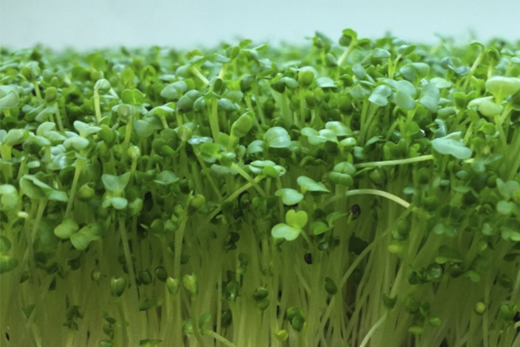 🥬 ВСЕМ ПРИВЕТ от LadyMari и СИТИ ФЕРМЫ! 🥬
Сегодня поговорим о капусте белокочанной микрозелени – кладезе витаминов прямо у вас дома! 🏡
🌱 Мы в Сити Ферме выращиваем и рекомендуем её за простоту и польз... | Сетка — социальная сеть от hh.ru