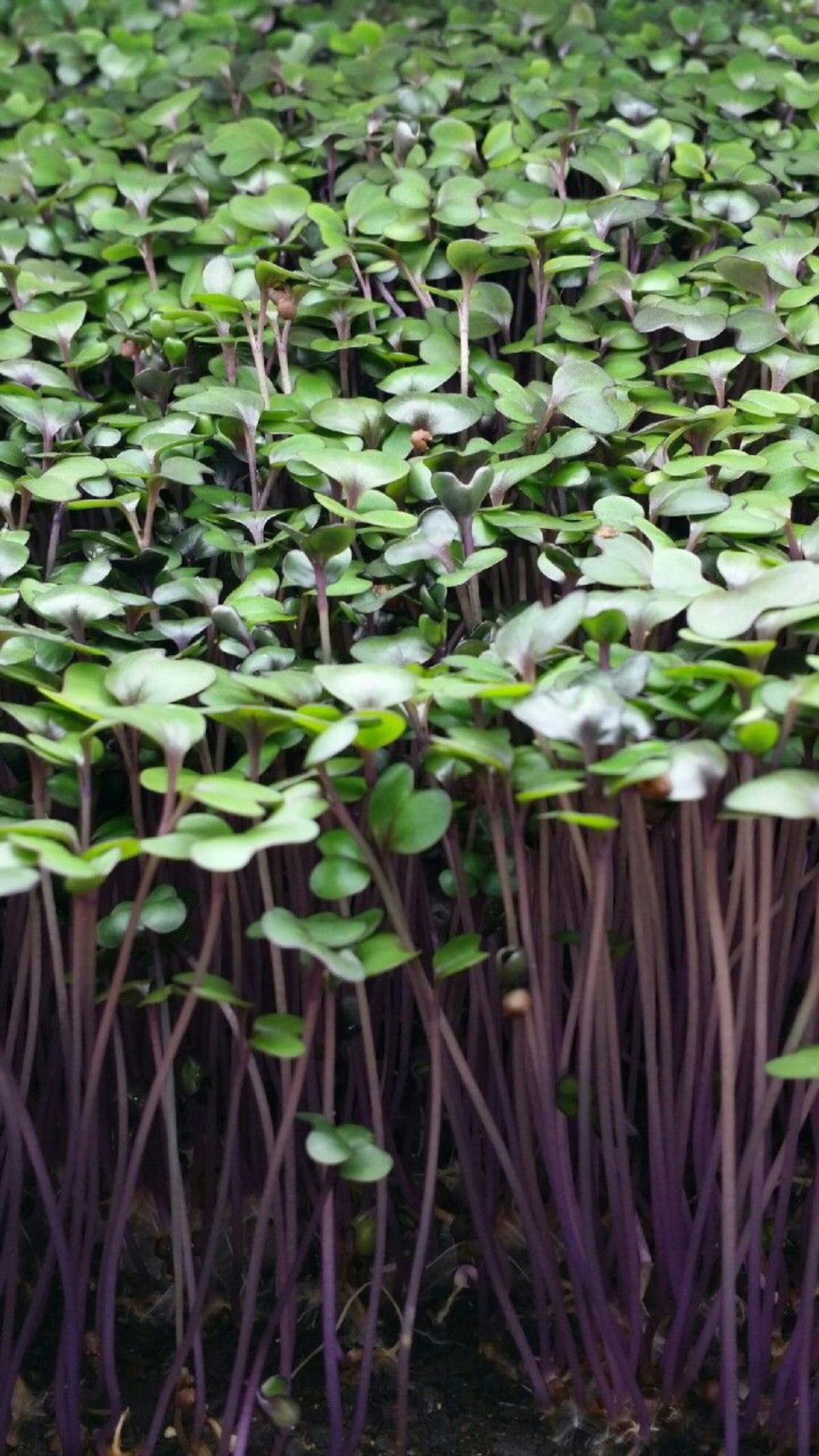 🌱 КРАСНАЯ КАПУСТА МИКРОЗЕЛЕНЬ ОТ LadyMari! 🌱
Выращиваем и рекомендуем! Почему? 🤔
Польза: Кладезь витаминов и антиоксидантов! 🚀 Поддерживает иммунитет и общее здоровье | Сетка — социальная сеть от hh.ru