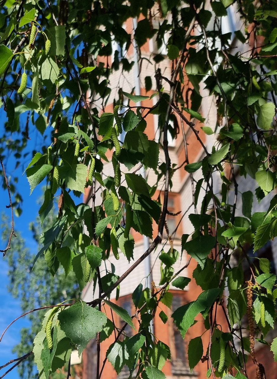 Суббота, 30 мая. +31 на Вятке.
Погода не типичная. Город ещё недавно мёрз от промозглых весенних ветров,  а в подворотнях кое-где под чёрной пылевой коркой лежал застарелый облежалый снег | Сетка — социальная сеть от hh.ru