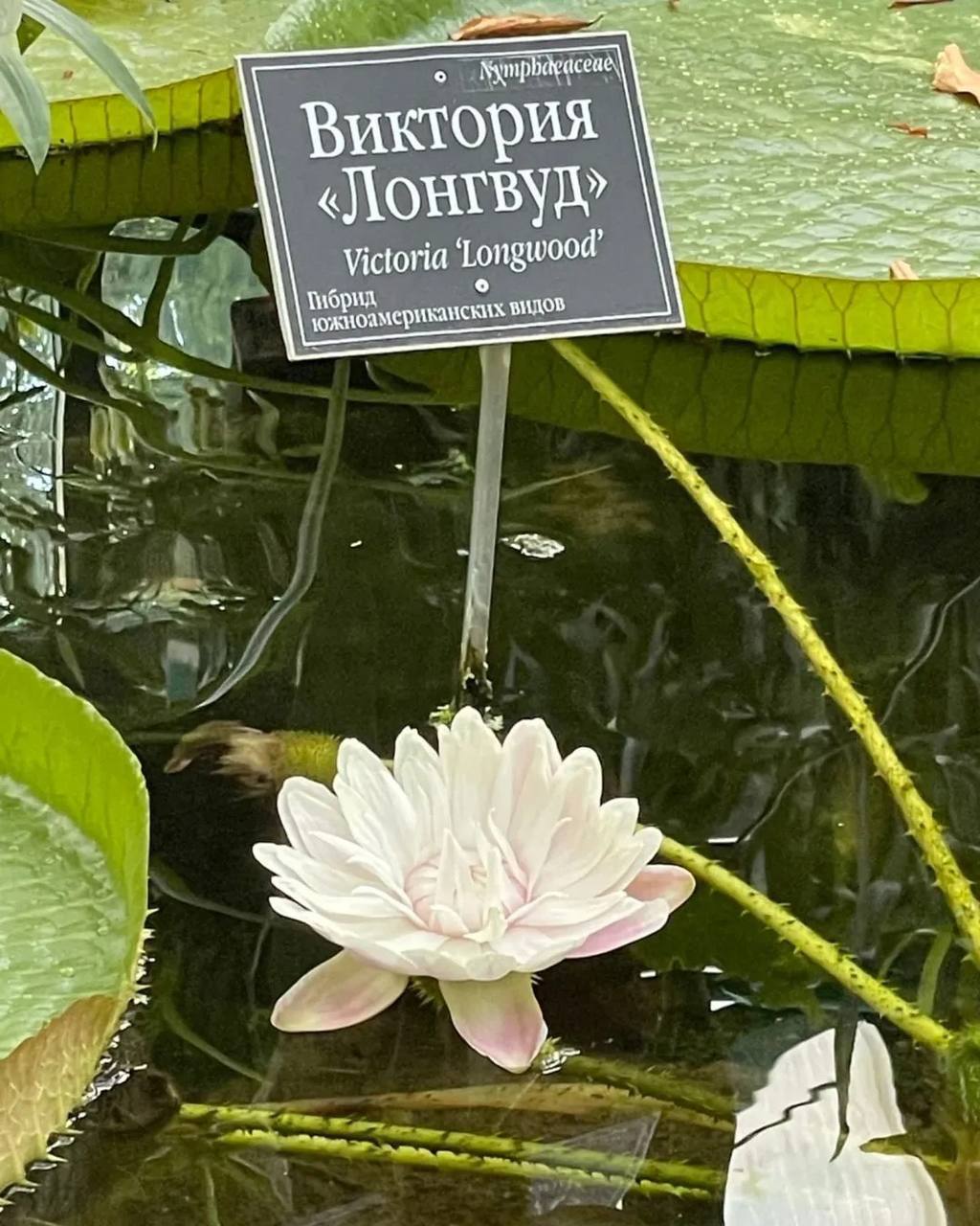 🌺В Аптекарском огороде распустилась самая большая кувшинка
Загляните в Викторную оранжерею, чтобы полюбоваться этим природным чудом и насладиться атмосферой уединения и красоты | Сетка — социальная сеть от hh.ru