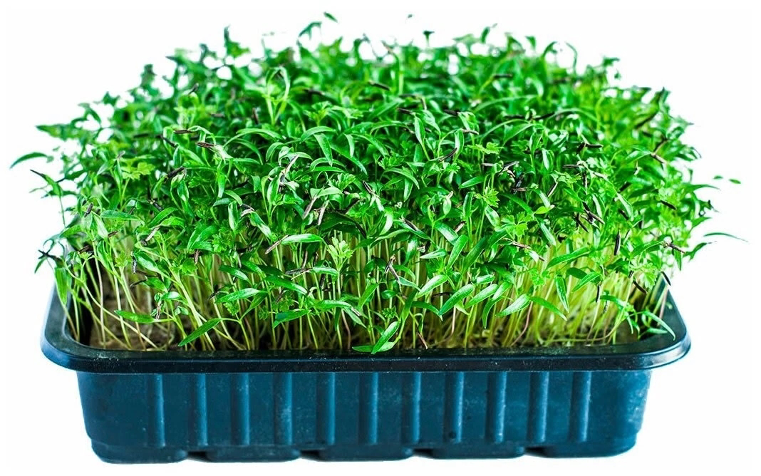 🌱 ПРИВЕТ, ДРУЗЬЯ! СЕГОДНЯ ПОГОВОРИМ О МИКРОЗЕЛЕНИ КЕРВЕЛЯ ОТ LadyMari! 🌱
🌿 Как выращивает LadyMari? 🌿
Используем только качественные семена.
Создаем оптимальные условия освещения и влажности | Сетка — социальная сеть от hh.ru