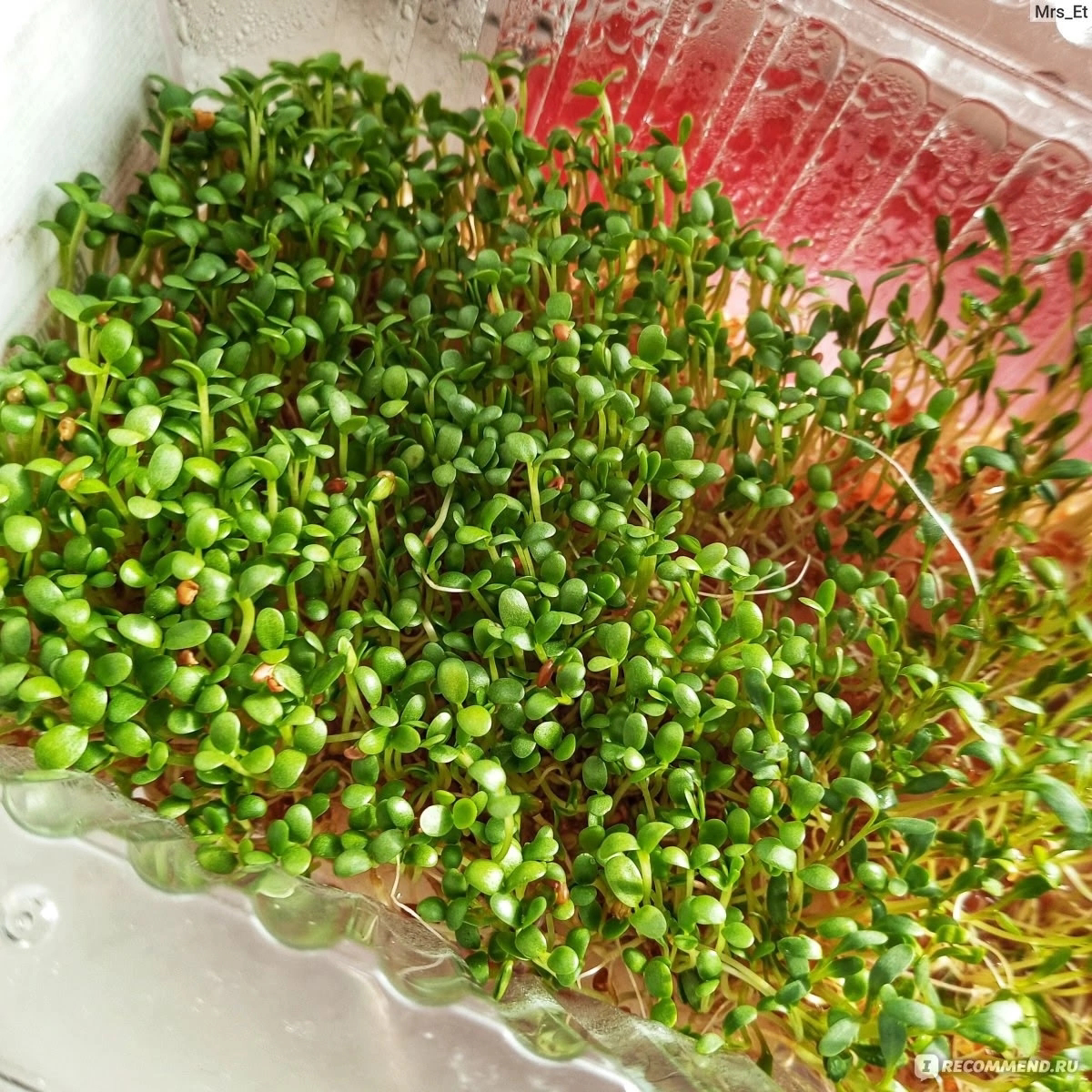 🌱 ПРИВЕТ, ДРУЗЬЯ! 🌱  
СЕГОДНЯ РАССКАЖЕМ, КАК LadyMari ВЫРАЩИВАЕТ МИКРОЗЕЛЕНЬ КЛЕВЕРА И ПОЧЕМУ ОНА ТАКАЯ ПОЛЕЗНАЯ! ☘️  
Всё просто:  
Замачиваем семена на 8 часов | Сетка — социальная сеть от hh.ru