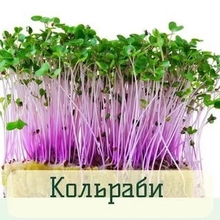 🌱 LadyMari ВЫРАЩИВАЕТ МИКРОЗЕЛЕНЬ КОЛЬРАБИ! 🌱  
Привет, друзья! Хотите узнать, как вырастить дома эту супер-полезную микрозелень? LadyMari делится своими секретами!  
✨ Что такое микрозелень кольраби?... | Сетка — социальная сеть от hh.ru